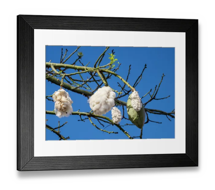 Framed Print : Kapok tree (Ceiba pentandra) fruits hanging on tree, Funchal, Madeira. March Framed Print : Kapok tree (Ceiba pentandra) fruits hanging on tree, Funchal, Madeira. March