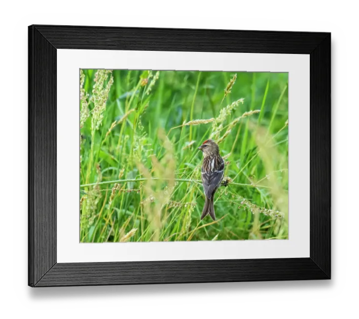 Framed Print : Mealy redpoll (Acanthis flammea) feeding on grass seeds, Ambleside, Lake District, Cumbria, UK. June