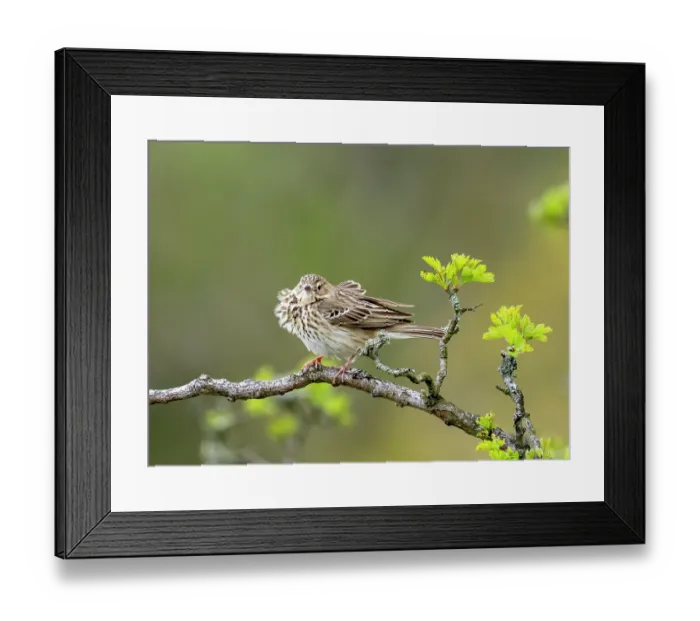 Framed Print : Tree pipit (Anthus trivialis) with ruffled feathers, perched on branch in Hawthorn (Crataegus sp.) tree, near Ambleside, Lake District, Cumbria, UK. May Framed Print : Tree pipit (Anthus trivialis) with ruffled feathers, perched on branch in Hawthorn (Crataegus sp.) tree, near Ambleside, Lake District, Cumbria, UK. May