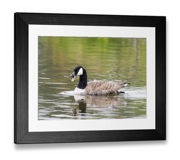Framed Print : Canada goose (Branta canadensis) on water, with the bottom of a drinks can stuck in its beak, River Brathay, Ambleside, Lake District, Cumbria, UK. May Framed Print : Canada goose (Branta canadensis) on water, with the bottom of a drinks can stuck in its beak, River Brathay, Ambleside, Lake District, Cumbria, UK. May