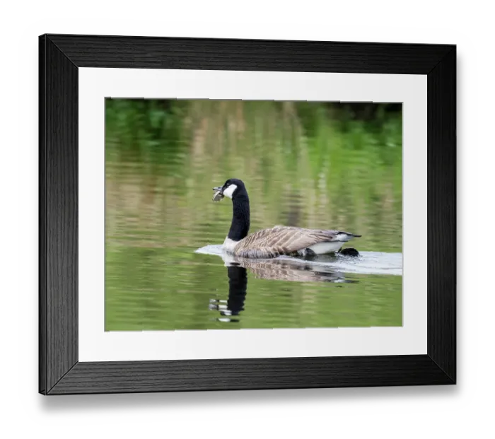 Framed Print : Canada goose (Branta canadensis) on water, with the bottom of a drinks can stuck in its beak, River Brathay, Ambleside, Lake District, Cumbria, UK. May Framed Print : Canada goose (Branta canadensis) on water, with the bottom of a drinks can stuck in its beak, River Brathay, Ambleside, Lake District, Cumbria, UK. May