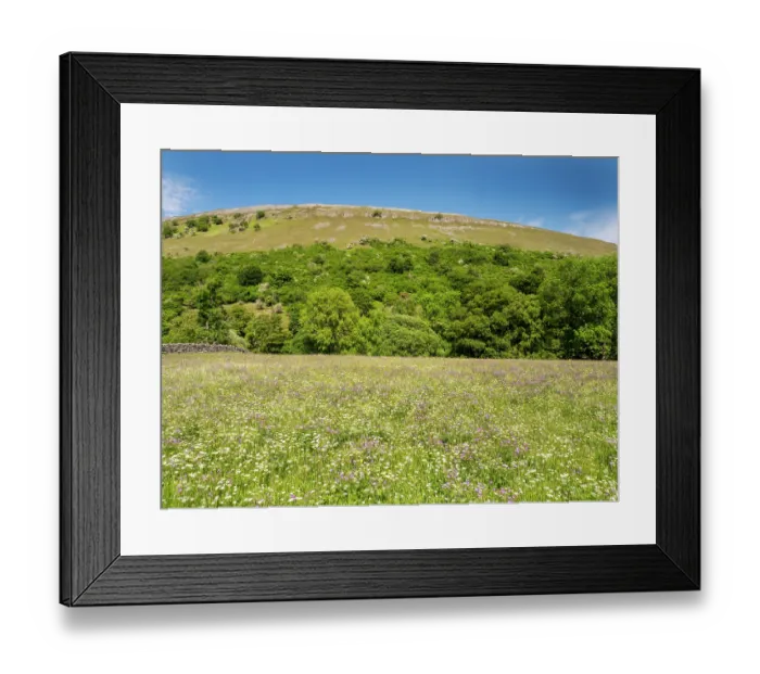 Framed Print : Meadow cranesbill (Geranium pratense) and other wildflowers in a species rich, traditional hay meadow, Swaledale, Yorkshire Dales, UK. June Framed Print : Meadow cranesbill (Geranium pratense) and other wildflowers in a species rich, traditional hay meadow, Swaledale, Yorkshire Dales, UK. June