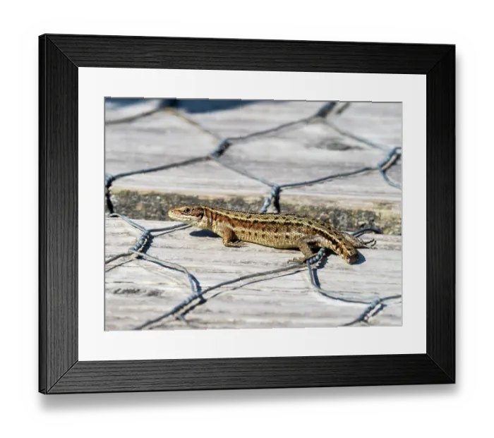 Framed Print : Common lizard (Zootoca vivipara) with missing tail, portrait, Foulshaw Moss Nature Reserve, Cumbria, UK. June
