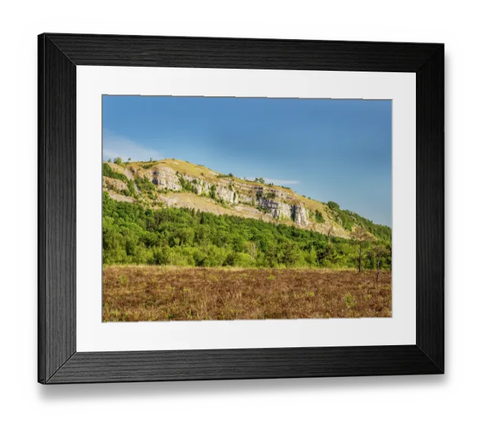 Framed Print : Cotton grass (Eriophorum angustifolium) and Heather (Calluna vulgaris) covering a lowland, raised peat bog with limestone cliffs of Whitbarrow Scar in background Framed Print : Cotton grass (Eriophorum angustifolium) and Heather (Calluna vulgaris) covering a lowland, raised peat bog with limestone cliffs of Whitbarrow Scar in background