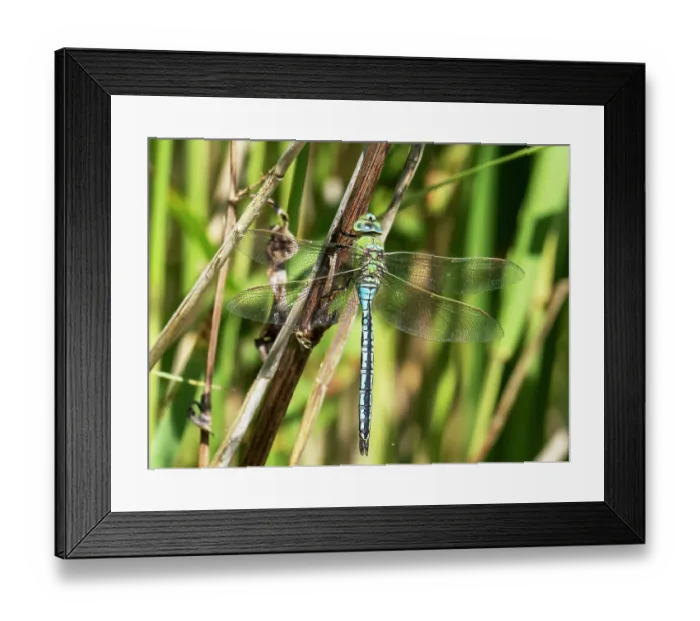 Framed Print : Emperor dragonfly (Anax imperator) resting on reed stem, Leighton Moss RSPB reserve, Lancashire, UK. June Framed Print : Emperor dragonfly (Anax imperator) resting on reed stem, Leighton Moss RSPB reserve, Lancashire, UK. June