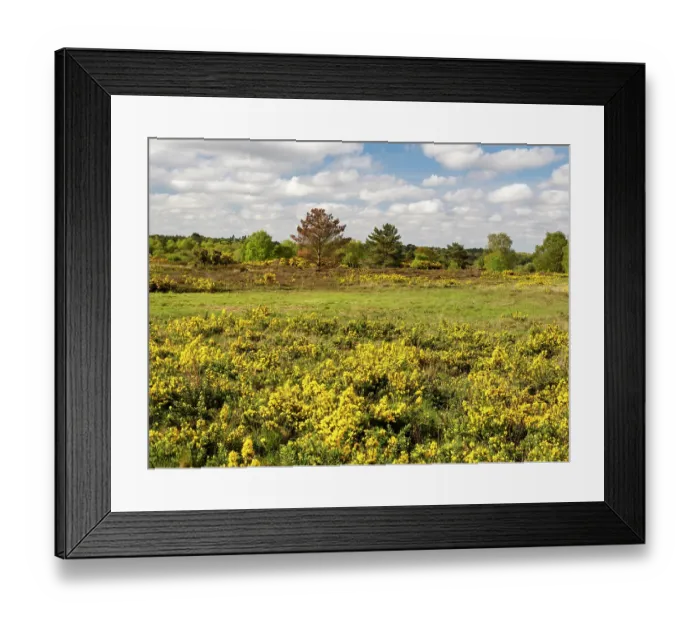 Framed Print : Gorse (Ulex europaeus) in flower across heathland, Kelling Heath, North Norfolk, UK. May Framed Print : Gorse (Ulex europaeus) in flower across heathland, Kelling Heath, North Norfolk, UK. May