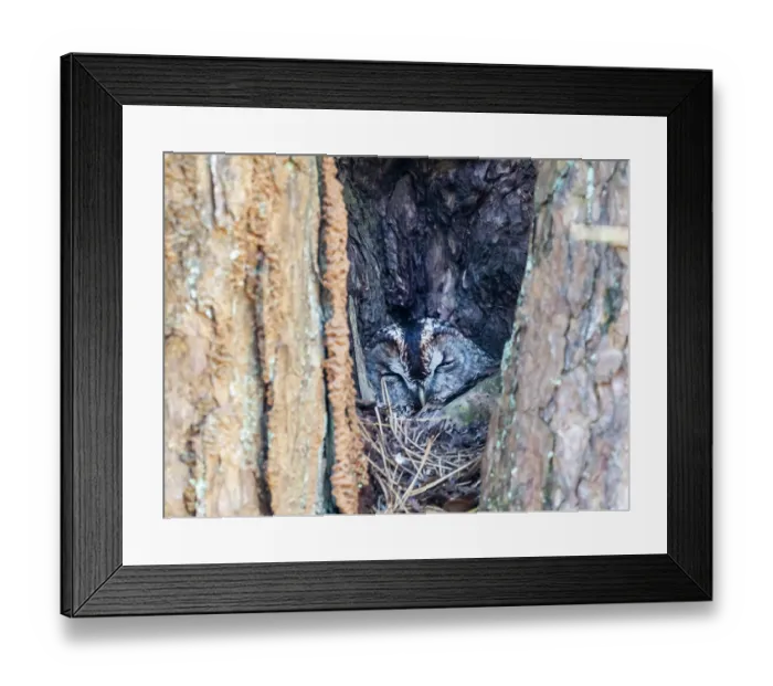 Framed Print : Tawny owl (Strix aluco) sleeping in nest hole, incubating eggs on nest, Ambleside, Lake District, Cumbria, UK. April Framed Print : Tawny owl (Strix aluco) sleeping in nest hole, incubating eggs on nest, Ambleside, Lake District, Cumbria, UK. April