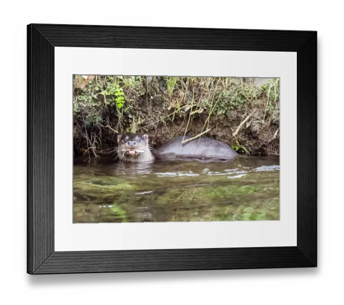 Framed Print : European otter (Lutra lutra) standing in river under the riverbank, Rothay, Ambleside, Lake District, Cumbria, UK. December Framed Print : European otter (Lutra lutra) standing in river under the riverbank, Rothay, Ambleside, Lake District, Cumbria, UK. December