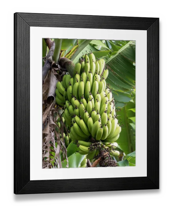 Framed Print : Bananas (Musa sp.) growing on tree, Marocos, Madeira. March Framed Print : Bananas (Musa sp.) growing on tree, Marocos, Madeira. March