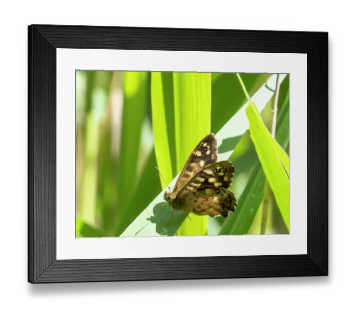Framed Print : Speckled wood butterfly (Pararge aegeria) resting on a leaf, Leighton Moss RSPB reserve, Lancashire, UK. June Framed Print : Speckled wood butterfly (Pararge aegeria) resting on a leaf, Leighton Moss RSPB reserve, Lancashire, UK. June