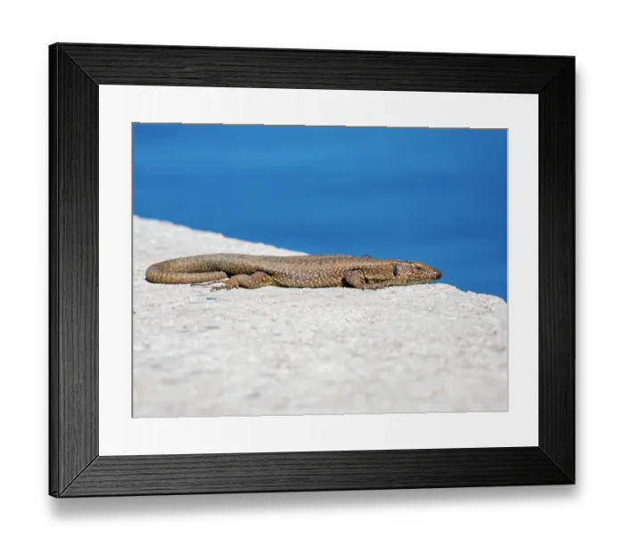Framed Print : Madeiran wall lizard (Teira dugesii) basking on stone wall, Porto Moniz, Madeira. March Framed Print : Madeiran wall lizard (Teira dugesii) basking on stone wall, Porto Moniz, Madeira. March