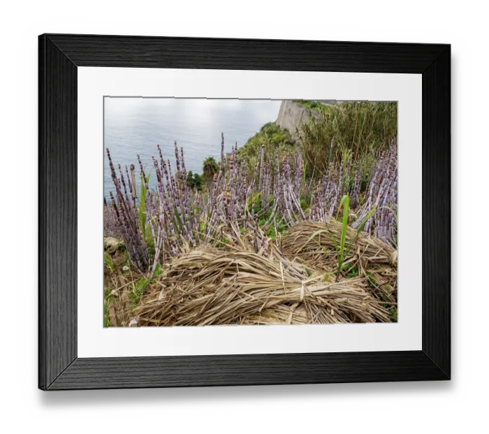 Framed Print : Sugar cane (Saccharum sp.) crop growing on coastal cliffs, Jardim do Mar, Madeira. March Framed Print : Sugar cane (Saccharum sp.) crop growing on coastal cliffs, Jardim do Mar, Madeira. March