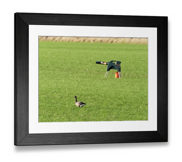 Framed Print : Brent goose (Branta bernicla) feeding on crops in field with a bird scarer in the background, Warren Mill, Northumberland, UK. January Framed Print : Brent goose (Branta bernicla) feeding on crops in field with a bird scarer in the background, Warren Mill, Northumberland, UK. January