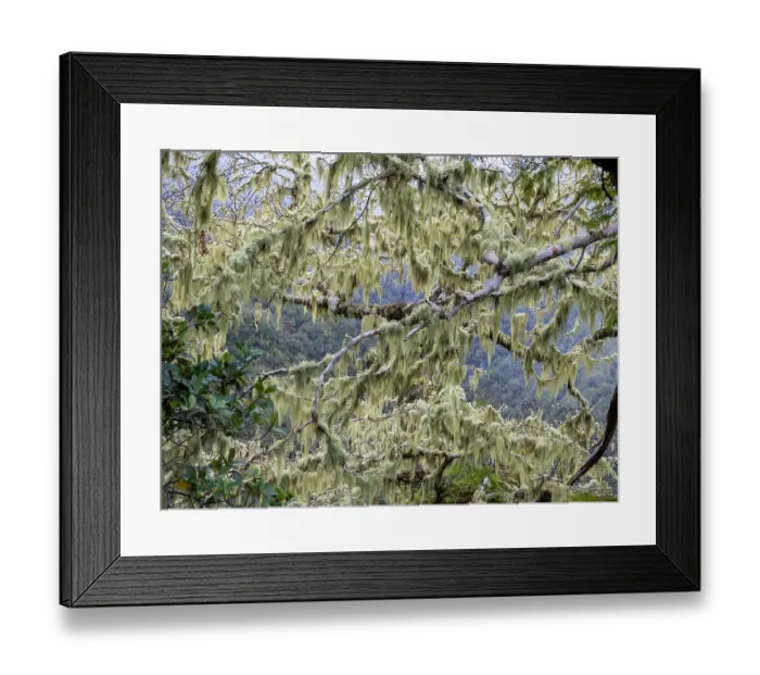 Framed Print : Filamentous lichen (Alectoria sarmentosa) growing on tree in Laurel (Laurus nobilis) forest, near Rabacal, Madeira. March Framed Print : Filamentous lichen (Alectoria sarmentosa) growing on tree in Laurel (Laurus nobilis) forest, near Rabacal, Madeira. March