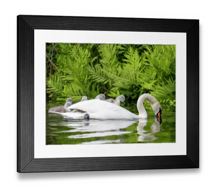 Framed Print : Mute swan (Cygnus olor) on water feeding, carrying cygnets on its back, River Brathay, Ambleside, Lake District, Cumbria, UK. June Framed Print : Mute swan (Cygnus olor) on water feeding, carrying cygnets on its back, River Brathay, Ambleside, Lake District, Cumbria, UK. June