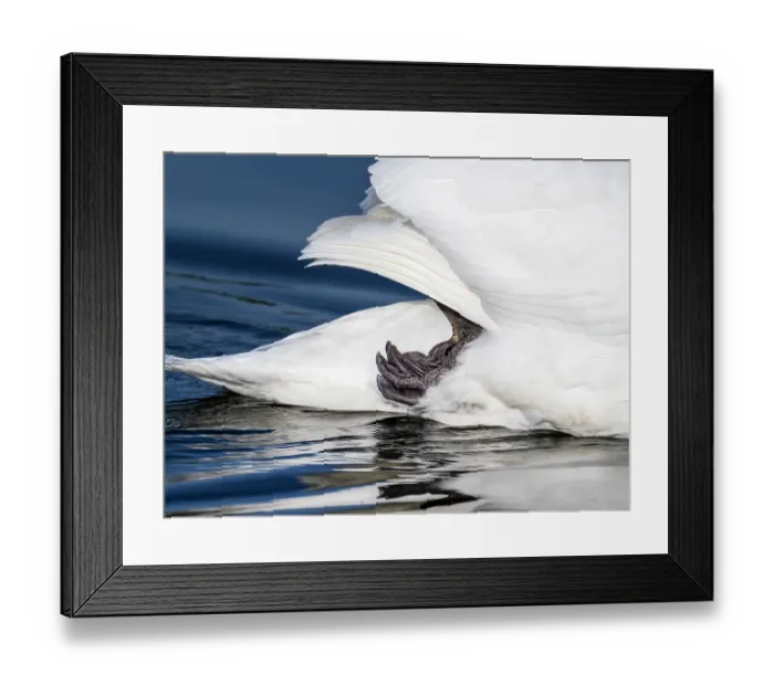 Framed Print : Mute swan (Cygnus olor) on water with its leg up under its tail feathers, Ambleside, Lake District, Cumbria, UK. June Framed Print : Mute swan (Cygnus olor) on water with its leg up under its tail feathers, Ambleside, Lake District, Cumbria, UK. June