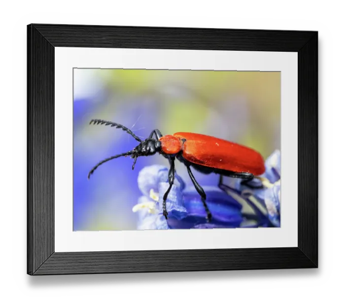 Framed Print : Black headed cardinal beetle (Pyrochroa coccinea) resting on a Bluebell (Hyacinthoides non-scripta) flower, Ambleside, Lake District, Cumbria, UK. May