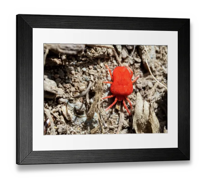 Framed Print : Clover mite (Bryobia praetiosa) portrait, Ambleside, Lake District, Cumbria, UK. May Framed Print : Clover mite (Bryobia praetiosa) portrait, Ambleside, Lake District, Cumbria, UK. May