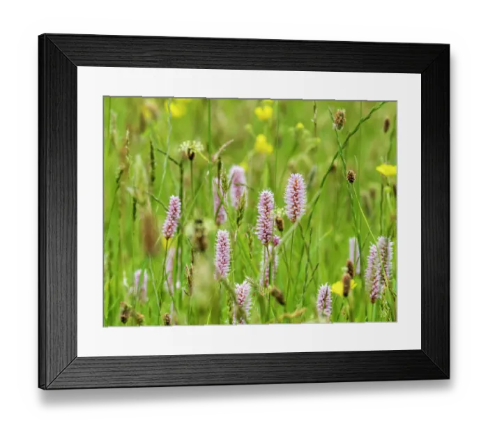 Framed Print : Water bistort (Persicaria amphibia) and Buttercups (Ranunculus sp.) flowering in a hay meadow, Ambleside, Lake District, Cumbria, UK. May Framed Print : Water bistort (Persicaria amphibia) and Buttercups (Ranunculus sp.) flowering in a hay meadow, Ambleside, Lake District, Cumbria, UK. May