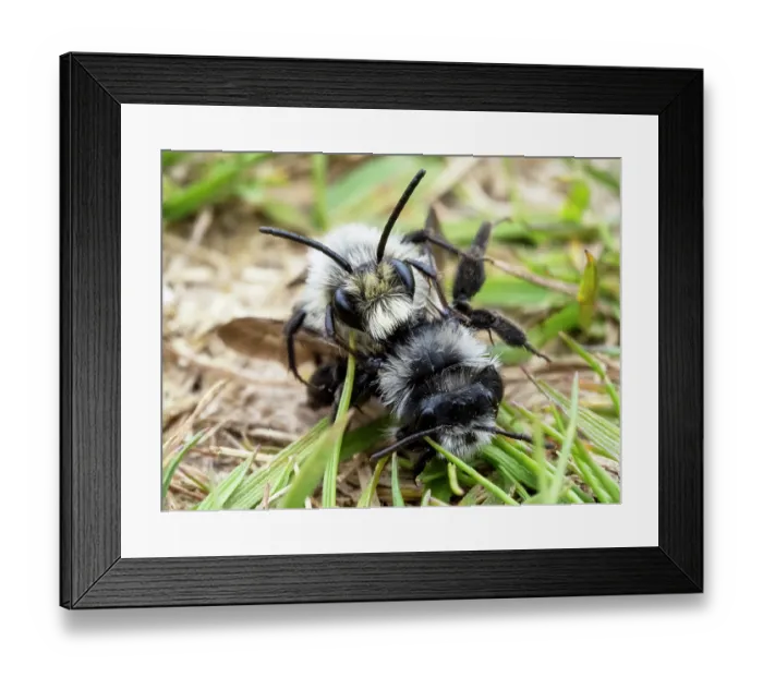 Framed Print : Ashy mining bee (Andrena cineraria) pair mating, Austwick, Yorkshire Dales, UK. May Framed Print : Ashy mining bee (Andrena cineraria) pair mating, Austwick, Yorkshire Dales, UK. May