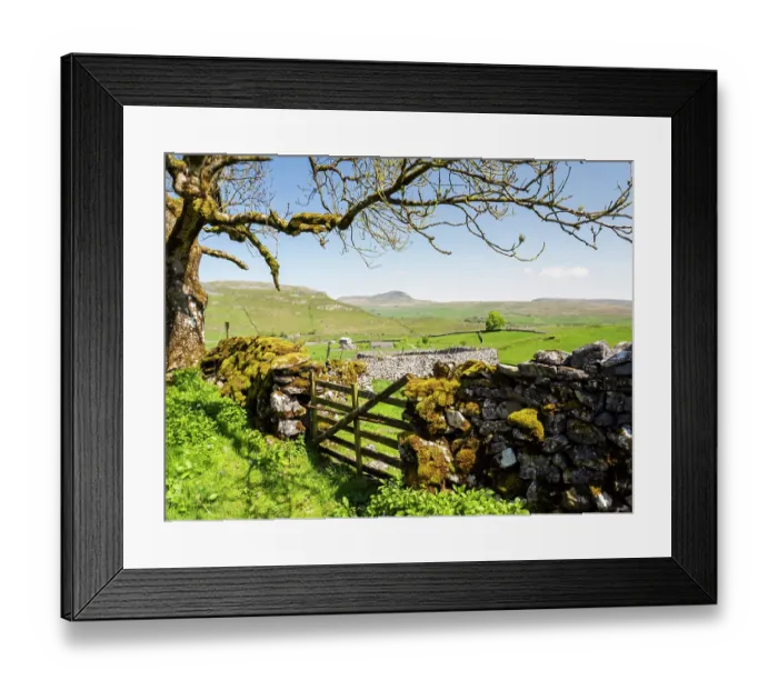 Framed Print : Drystone wall and wooden gate with view looking towards Penyghent from the hill above Feizor, Yorkshire Dales, UK. May, 2023 Framed Print : Drystone wall and wooden gate with view looking towards Penyghent from the hill above Feizor, Yorkshire Dales, UK. May, 2023