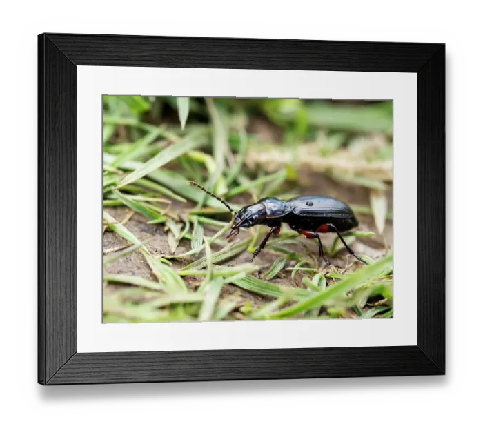 Framed Print : Rain beetle (Pterostichus melanarius) portrait, near Austwick, Yorkshire Dales, UK. May Framed Print : Rain beetle (Pterostichus melanarius) portrait, near Austwick, Yorkshire Dales, UK. May