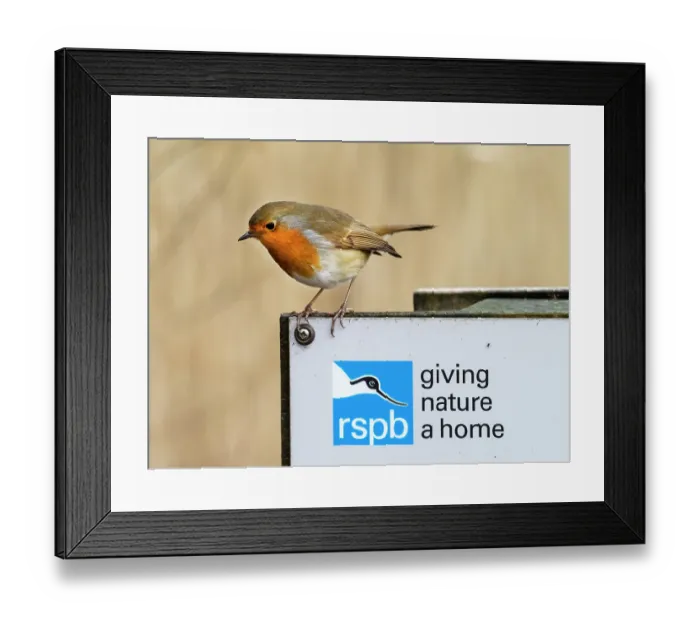 Framed Print : Robin (Erithacus rubecula) perched on RSPB sign, Leighton Moss Nature Reserve, Lancashire, UK. January Framed Print : Robin (Erithacus rubecula) perched on RSPB sign, Leighton Moss Nature Reserve, Lancashire, UK. January