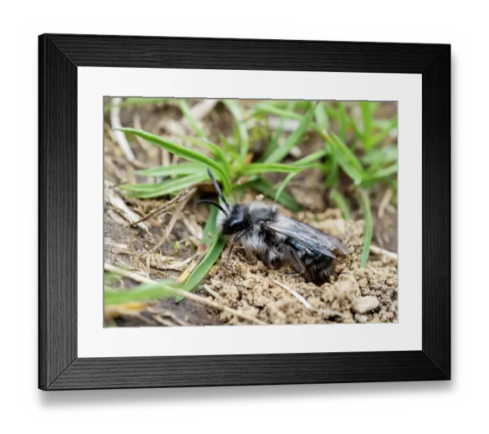 Framed Print : Ashy mining bee (Andrena cineraria) digging nest in soil, near Austwick, Yorkshire Dales, UK. May Framed Print : Ashy mining bee (Andrena cineraria) digging nest in soil, near Austwick, Yorkshire Dales, UK. May