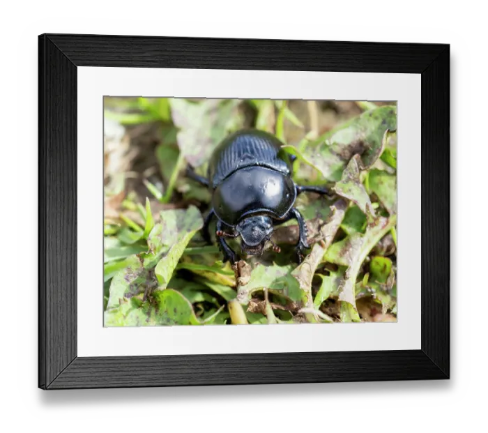 Framed Print : Dor beetle (Anoplotrupes stercorosus) portrait, near Austwick, Yorkshire Dales, UK. May Framed Print : Dor beetle (Anoplotrupes stercorosus) portrait, near Austwick, Yorkshire Dales, UK. May