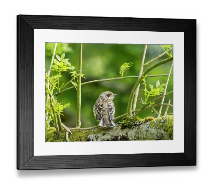 Framed Print : Mistle thrush (Turdus viscivorus) juvenile, perched on branch, Ambleside, Lake District, Cumbria, UK. May Framed Print : Mistle thrush (Turdus viscivorus) juvenile, perched on branch, Ambleside, Lake District, Cumbria, UK. May