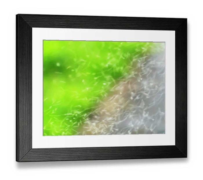 Framed Print : Swarm of insects in flight, Ambleside, Lake District, Cumbria, UK. May Framed Print : Swarm of insects in flight, Ambleside, Lake District, Cumbria, UK. May