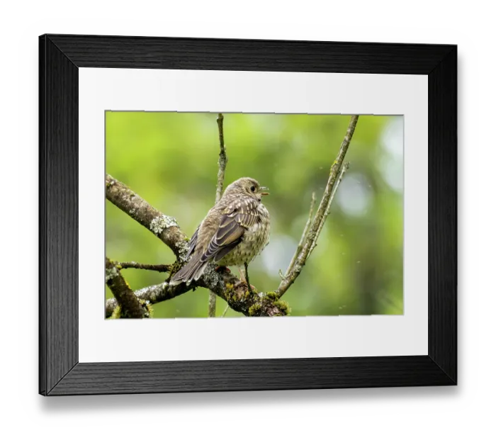 Framed Print : Mistle thrush (Turdus viscivorus) juvenile, perched on branch, Ambleside, Lake District, Cumbria, UK. May Framed Print : Mistle thrush (Turdus viscivorus) juvenile, perched on branch, Ambleside, Lake District, Cumbria, UK. May