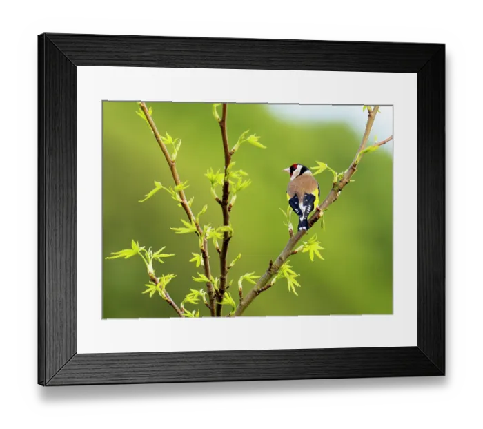 Framed Print : Goldfinch (Carduelis carduelis) perched on branch, Ambleside, Lake District, Cumbria, UK. May Framed Print : Goldfinch (Carduelis carduelis) perched on branch, Ambleside, Lake District, Cumbria, UK. May
