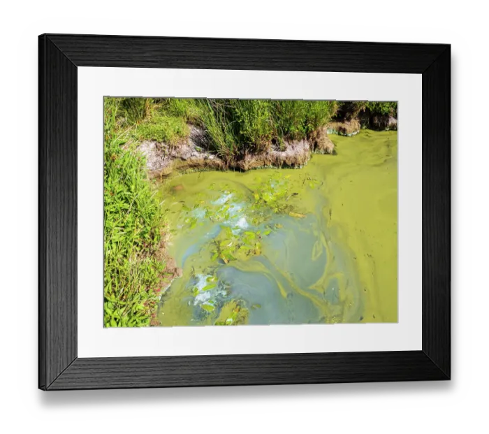 Framed Print : Blue green algae (Cyanobacteria) blooming in Lake Windermere due to the amount of sewage dumped in the lake and very hot weather, Ambleside, Lake District, Cumbria, UK. June, 2023