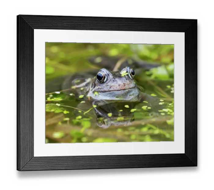 Framed Print : Common frog (Rana temporaria) in a garden pond surrounded by Duckweed (Lemna minor), Ambleside, Lake District, Cumbria, UK. February Framed Print : Common frog (Rana temporaria) in a garden pond surrounded by Duckweed (Lemna minor), Ambleside, Lake District, Cumbria, UK. February