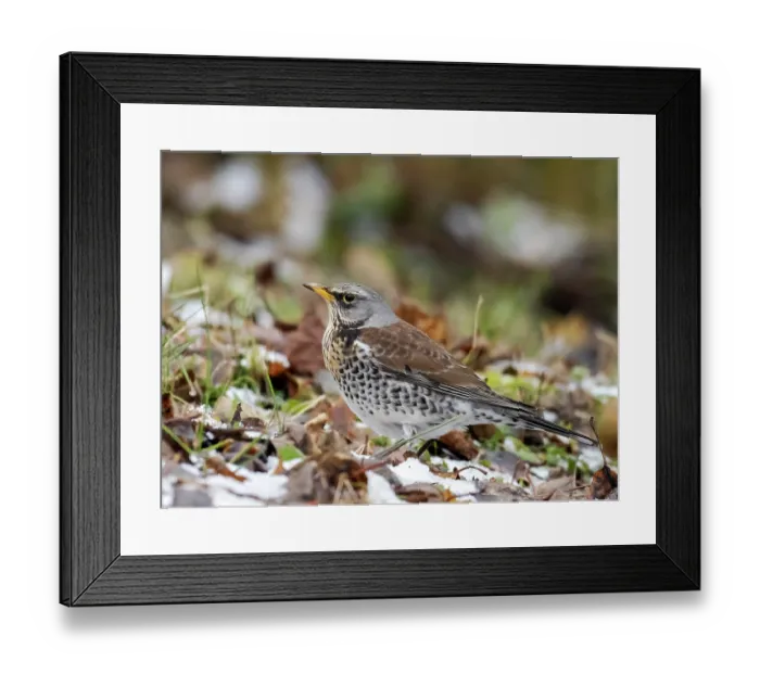 Framed Print : Fieldfare (Turdus pilaris) in a garden in during cold winter weather, Ambleside, Lake District, Cumbria, UK. December Framed Print : Fieldfare (Turdus pilaris) in a garden in during cold winter weather, Ambleside, Lake District, Cumbria, UK. December