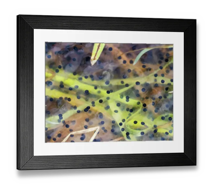 Framed Print : Common frog (Rana temporaria) frogspawn exhibiting cell division, Foulshaw Nature Reserve, Cumbria, UK. March Framed Print : Common frog (Rana temporaria) frogspawn exhibiting cell division, Foulshaw Nature Reserve, Cumbria, UK. March