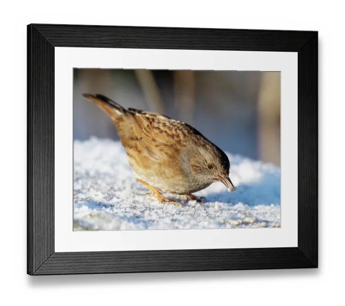 Framed Print : Dunnock (Prunella modularis) feeding on seeds in snow, Leighton Moss Nature Reserve, Lancashire, UK. January Framed Print : Dunnock (Prunella modularis) feeding on seeds in snow, Leighton Moss Nature Reserve, Lancashire, UK. January