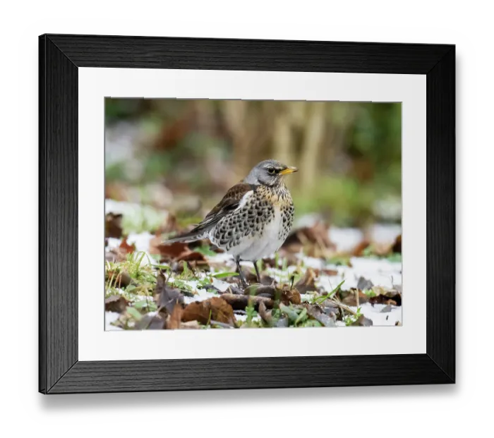 Framed Print : Fieldfare (Turdus pilaris) in a garden in during cold winter weather, Ambleside, Lake District, Cumbria, UK. December Framed Print : Fieldfare (Turdus pilaris) in a garden in during cold winter weather, Ambleside, Lake District, Cumbria, UK. December