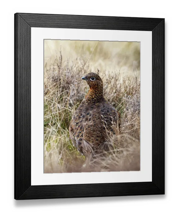 Framed Print : Red grouse (Lagopus lagopus scotica) female on moorland, portrait, Ilkley Moor, Yorkshire, UK. March Framed Print : Red grouse (Lagopus lagopus scotica) female on moorland, portrait, Ilkley Moor, Yorkshire, UK. March