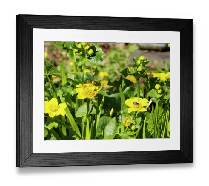 Framed Print : Two flies collecting pollen from Marsh marigold (Caltha palustris) in a garden pond, Ambleside, Lake District, Cumbria, UK. April Framed Print : Two flies collecting pollen from Marsh marigold (Caltha palustris) in a garden pond, Ambleside, Lake District, Cumbria, UK. April