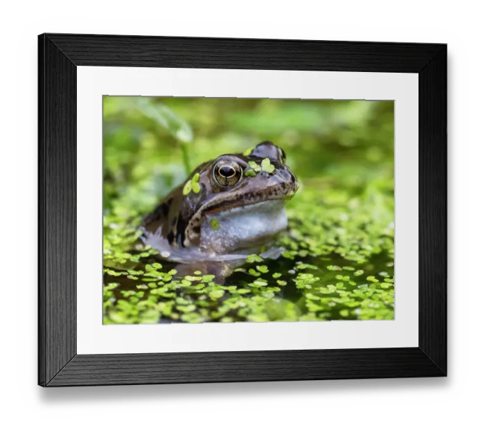 Framed Print : Common frog (Rana temporaria) in a garden pond covered in Duckweed (Lemna minor), Ambleside, Lake District, Cumbria, UK. February Framed Print : Common frog (Rana temporaria) in a garden pond covered in Duckweed (Lemna minor), Ambleside, Lake District, Cumbria, UK. February