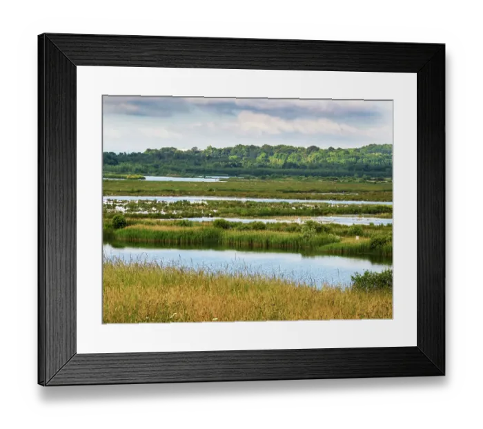 Framed Print : View across wetlands at St Aidens Nature Reserve near Swillington. This area used to be an old open cast coal mine. Yorkshire, UK. June, 2023 Framed Print : View across wetlands at St Aidens Nature Reserve near Swillington. This area used to be an old open cast coal mine. Yorkshire, UK. June, 2023