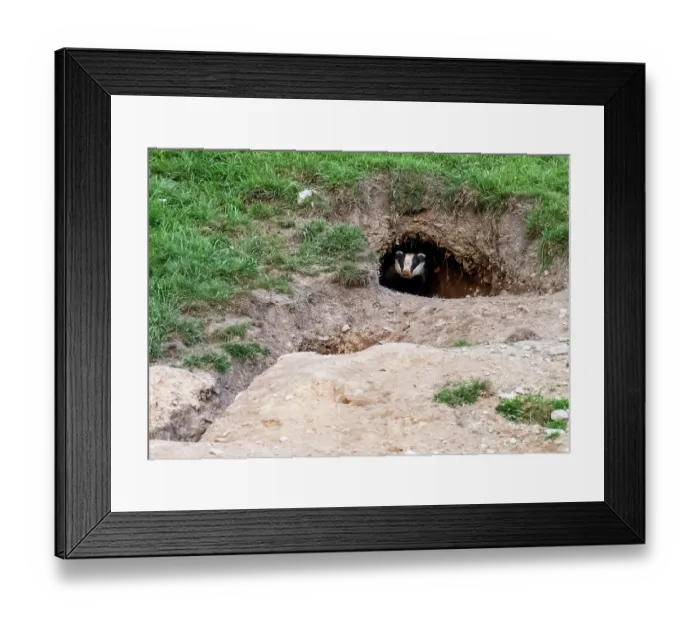 Framed Print : Badger (Meles meles) peering out entrance to sett in hillside, near Ambleside, Lake District, Cumbria, UK. May Framed Print : Badger (Meles meles) peering out entrance to sett in hillside, near Ambleside, Lake District, Cumbria, UK. May