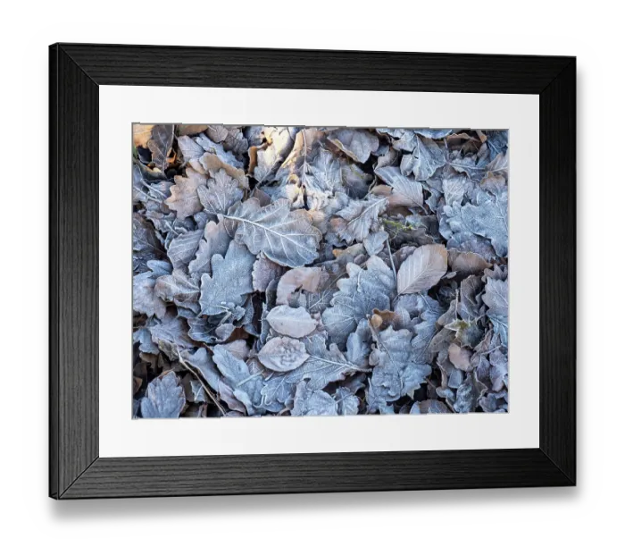 Framed Print : Frost on leaves at sunrise, Ambleside, Lake District, Cumbria, UK. January Framed Print : Frost on leaves at sunrise, Ambleside, Lake District, Cumbria, UK. January