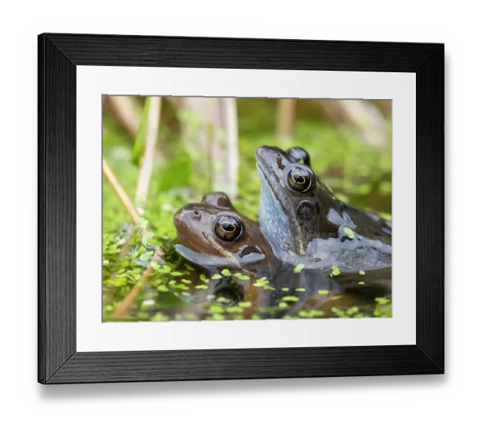 Framed Print : Common frog (Rana temporaria) pair in amplexus in garden pond, Ambleside, Lake District, Cumbria, UK. February Framed Print : Common frog (Rana temporaria) pair in amplexus in garden pond, Ambleside, Lake District, Cumbria, UK. February