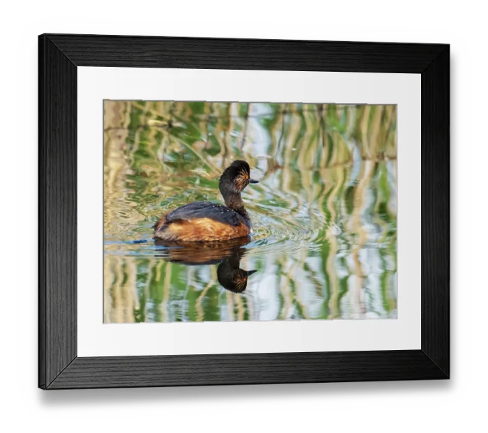 Framed Print : Black necked grebe (Podiceps nigricollis) swimming on lake at St Aidens Nature Reserve near Swillington. This area used to be an old open cast coal mine.Yorkshire, UK. June, 2023 Framed Print : Black necked grebe (Podiceps nigricollis) swimming on lake at St Aidens Nature Reserve near Swillington. This area used to be an old open cast coal mine.Yorkshire, UK. June, 2023