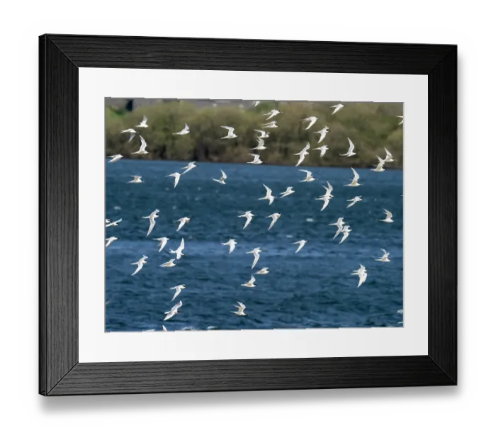 Framed Print : Sandwich tern (Thalasseus sandvicensis) flock in flight over lagoon, Hodbarrow Nature Reserve, Millom, Cumbria, UK. April Framed Print : Sandwich tern (Thalasseus sandvicensis) flock in flight over lagoon, Hodbarrow Nature Reserve, Millom, Cumbria, UK. April