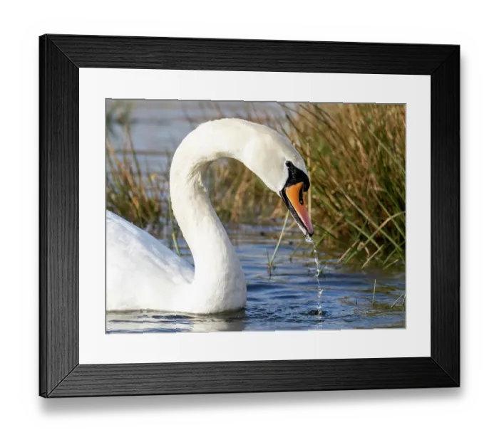 Framed Print : Mute swan (Cygnus olor) on water, feeding, Ambleside, Lake District, Cumbria, UK. March Framed Print : Mute swan (Cygnus olor) on water, feeding, Ambleside, Lake District, Cumbria, UK. March