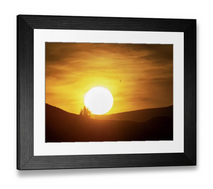 Framed Print : Common swift (Apus apus) in flight, silhouetted by the sun setting over Loughrigg on the summer solstice, Ambleside, Lake District, Cumbria, UK. June Framed Print : Common swift (Apus apus) in flight, silhouetted by the sun setting over Loughrigg on the summer solstice, Ambleside, Lake District, Cumbria, UK. June